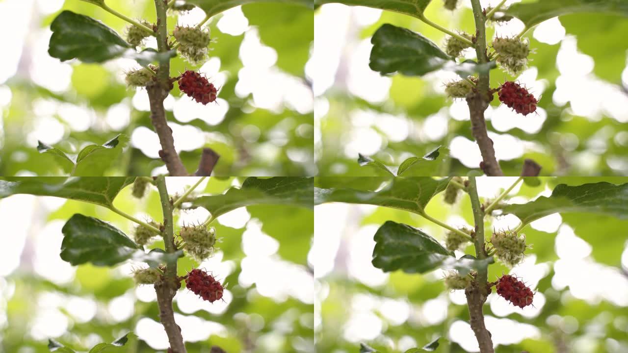 桑树，黑果。树上的黑色成熟和红色未成熟的桑葚