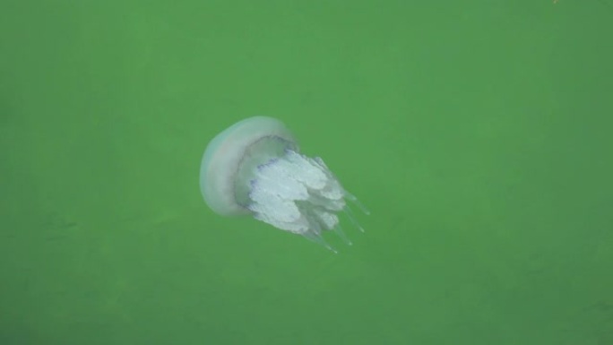 黑海海浪中的大型水母
