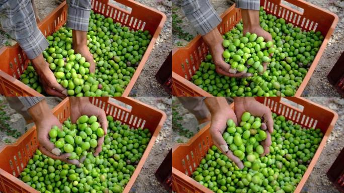 农民的手的慢动作进入一个盒子，并在一天的收获和阳光中展示刚收获的橄榄，让它们慢慢落下。收获概念
