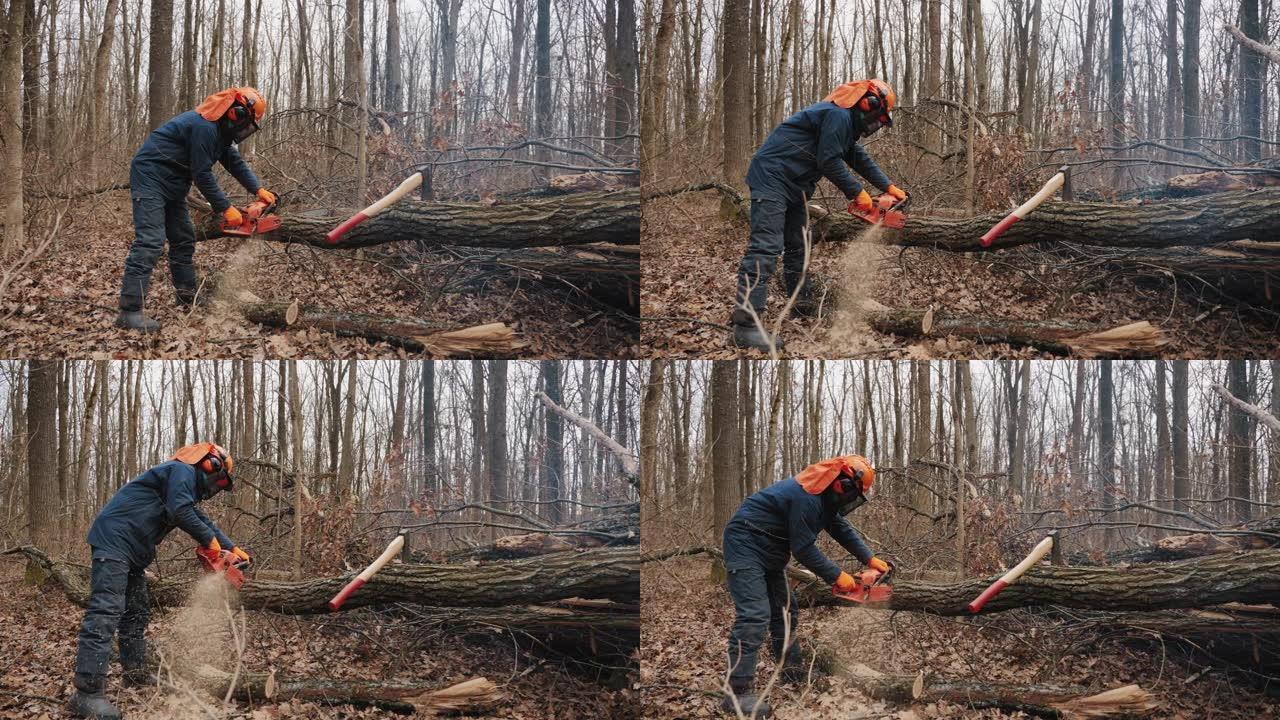 伐木工人锯掉了砍伐的树干