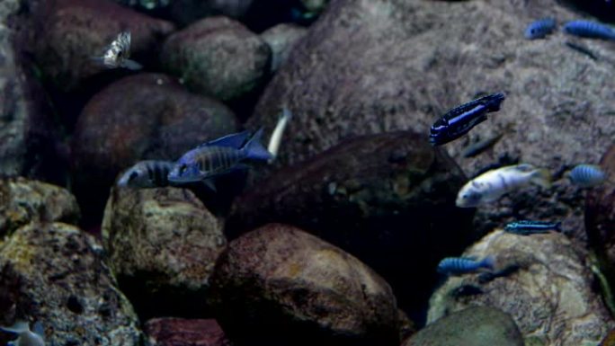 水族馆。石头背景。一群蓝色条纹的小鱼游泳。