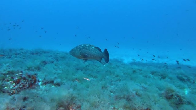 大石斑鱼在海底游泳