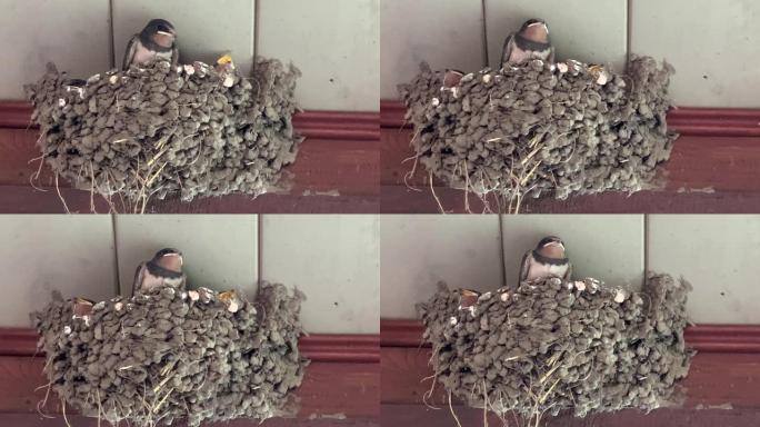 燕子妈妈用侏儒喂养巢中的小鸡
