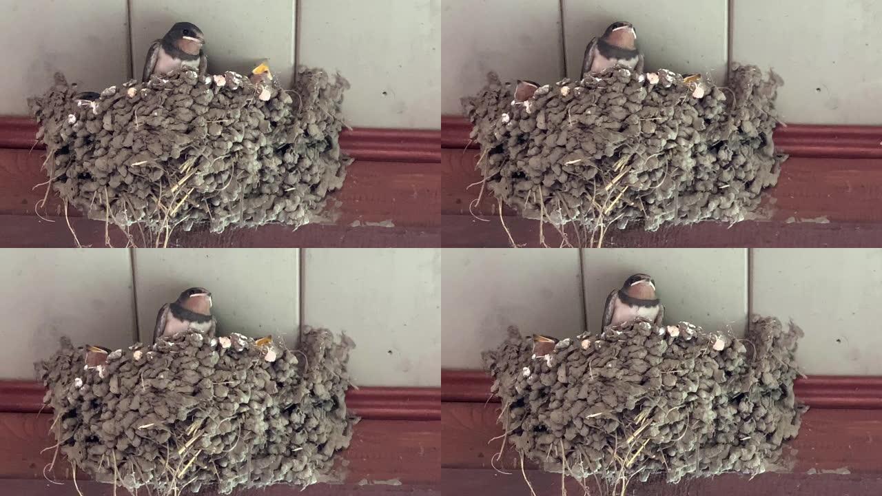 燕子妈妈用侏儒喂养巢中的小鸡