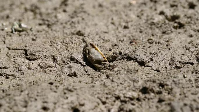 一群招潮蟹或鬼蟹在红树林中吃泥和粘土。动物生命与生态环境概念。