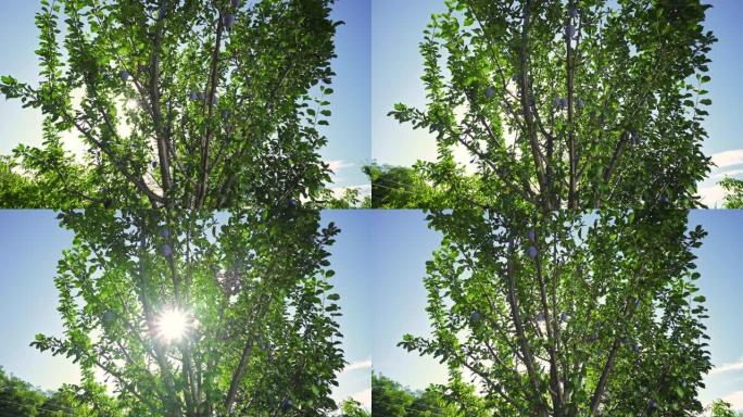 树上的蓝色李子。阳光透过树叶。维生素。