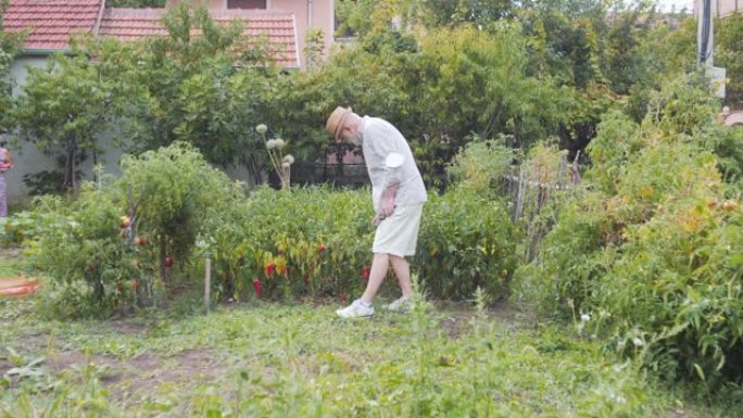 戴帽子的老人正在后院花园里度过时光，看着种植的辣椒
