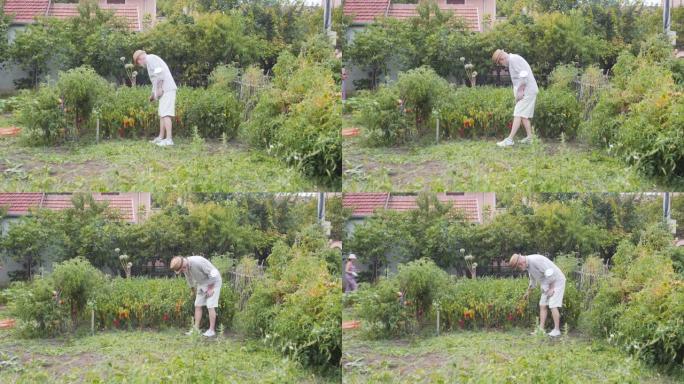 戴帽子的老人正在后院花园里度过时光，看着种植的辣椒