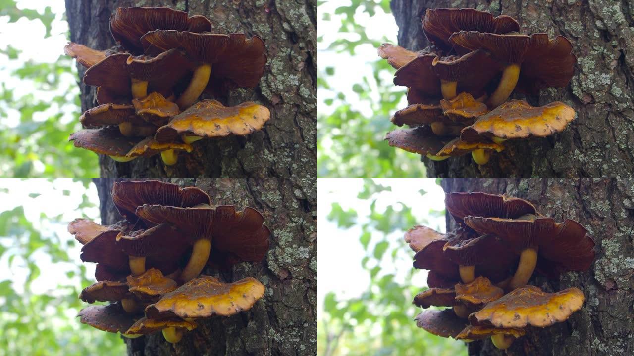 森林中一根树干上的一组食用蘑菇