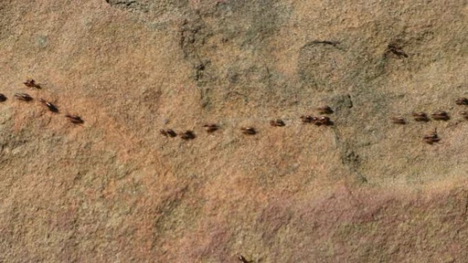 黑蚂蚁在石头地板上从左到右成一列。蚂蚁正在寻找食物以带回巢穴。