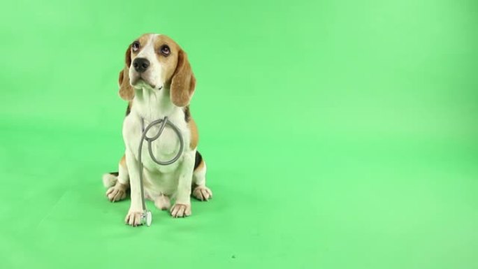 beagle dog与听诊器作为兽医在广告工作室的绿色背景。