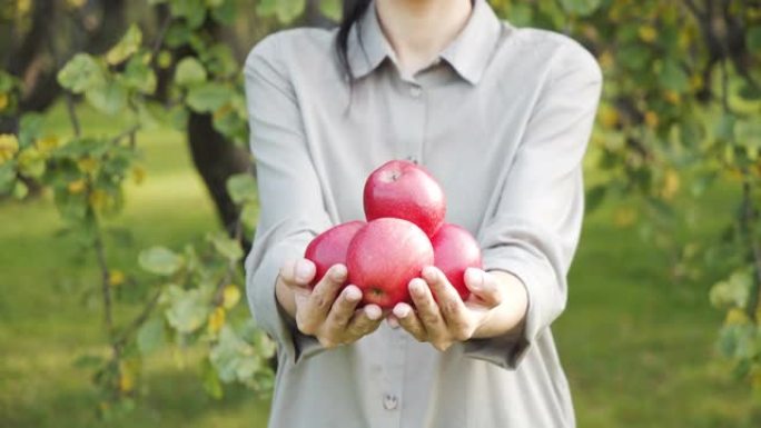 在绿色的花园里，女性双手握着美味的成熟苹果的特写镜头。收获和园艺概念。