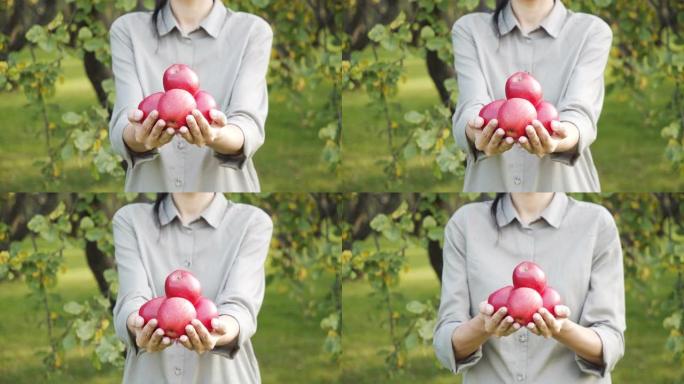 在绿色的花园里，女性双手握着美味的成熟苹果的特写镜头。收获和园艺概念。
