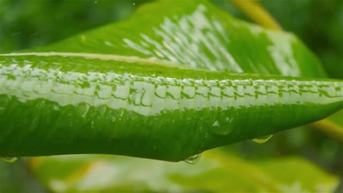 绿色香蕉叶上的季风降雨。树叶上的雨滴。被水弄湿了。淋雨了。美丽的雨季，特写。自然背景设计视频素材。雨