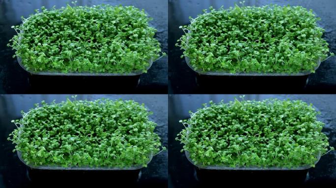 芝麻菜微绿幼芽在容器中，喷洒水。健康饮食微绿概念