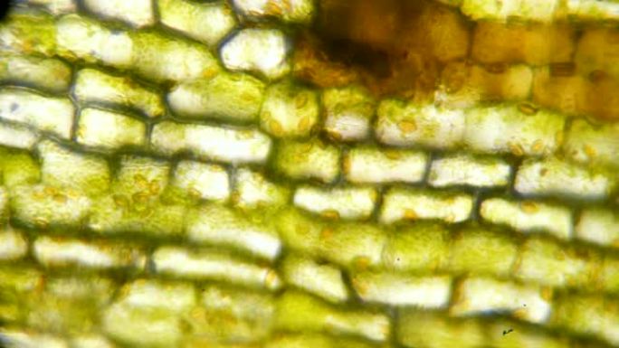 显微镜下的叶绿体。植物细胞中的叶绿体。叶表面的细胞结构图，在显微镜下显示植物细胞以进行教育。显微镜下