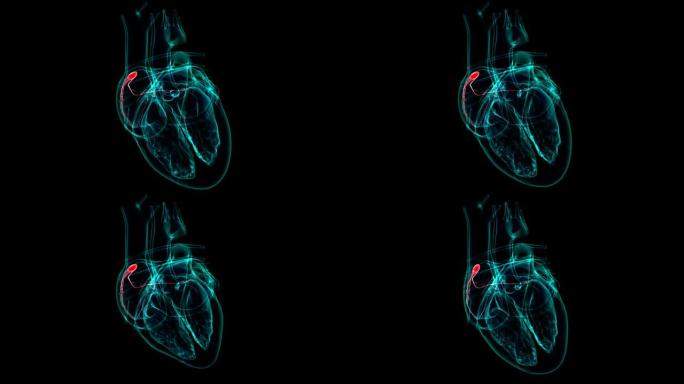 心脏解剖SA窦房结医学概念3D