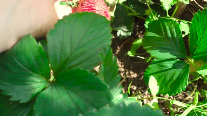 花园里成熟草莓的视频