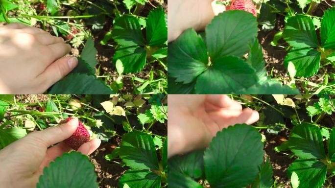 花园里成熟草莓的视频