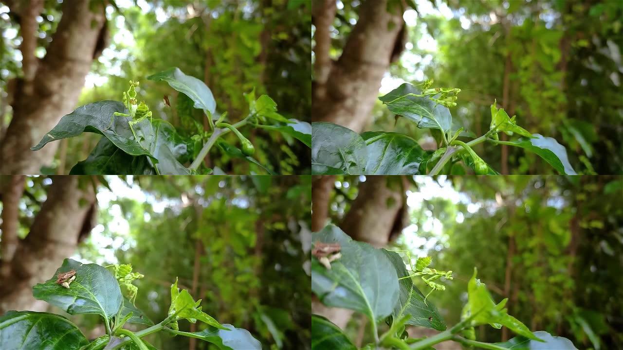 花螳螂是那些模仿花朵的螳螂。它们的颜色是侵略性模仿的一个例子，大多数花螳螂都属于Hymenopodi