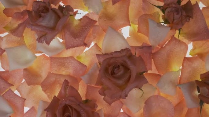 白色背景上露珠中的花朵和玫瑰花瓣全景。玫瑰花瓣，透明有条纹。