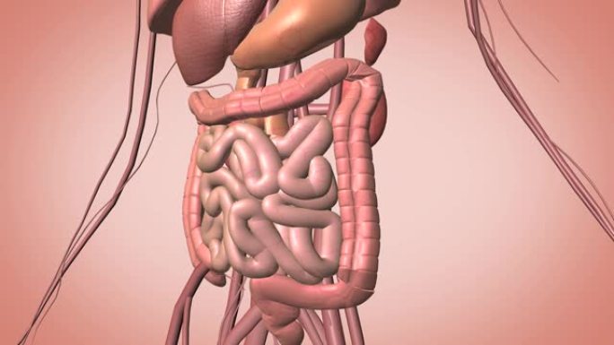 分离肠道肠道视频消化系统视频