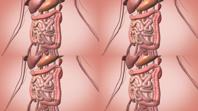 分离肠道肠道视频消化系统视频