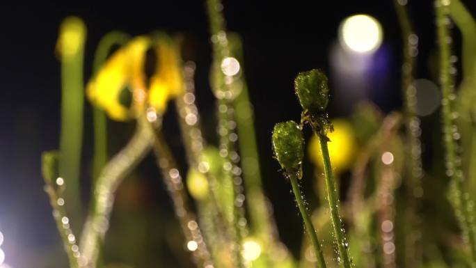 雨夜、露珠、灯光、花卉、特写、微距