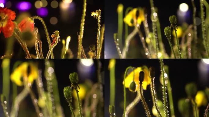 雨夜、露珠、灯光、花卉、特写、微距