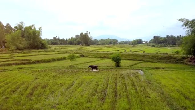 Flycam接近水牛在稻田上紧密放牧