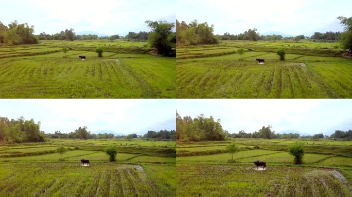 Flycam接近水牛在稻田上紧密放牧