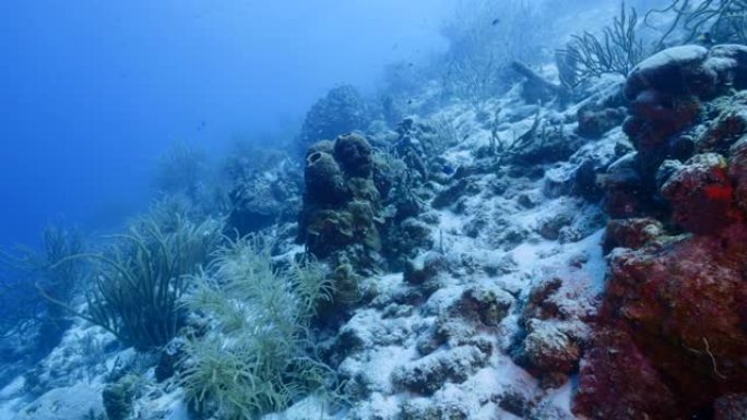 加勒比海/库拉索岛的珊瑚礁海景，鱼，珊瑚和海绵