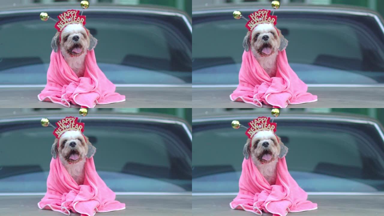 西施犬在新年假期坐在汽车后备箱上头上戴着新年快乐标志