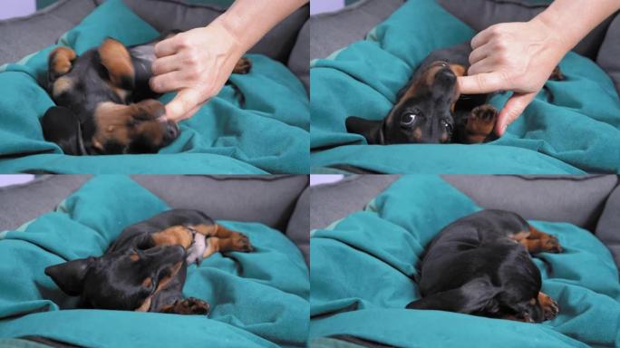 小狗躺在柔软舒适的床上的枕头上，供宠物玩耍，咬住主人的手和手指。可爱的腊肠犬长出发痒的尖牙