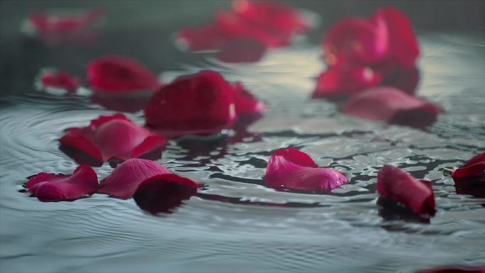 玫瑰花瓣落在水面 唯美玫瑰花