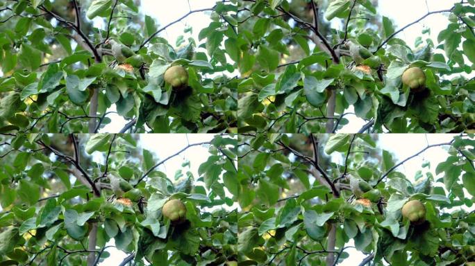 和尚鹦鹉。在马德里公园，一只绿色鹦鹉坐在苹果树上吃苹果的特写镜头。西班牙。慢动作。高清