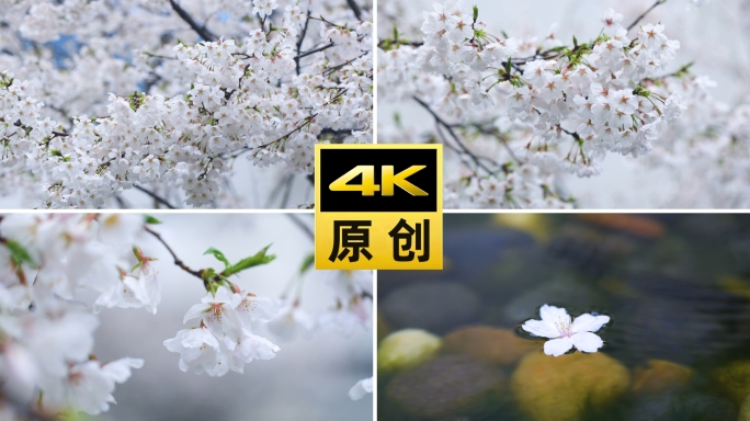 春天古装美女赏樱花