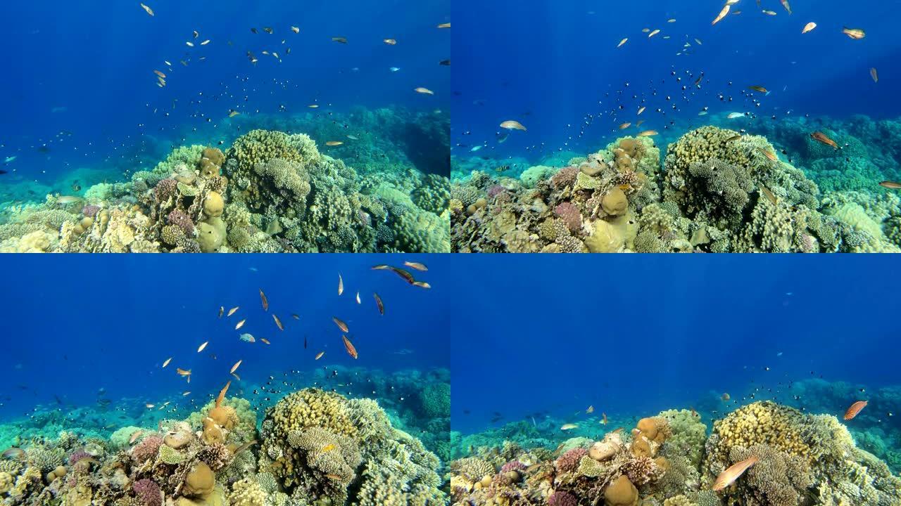 红海中的珊瑚和鱼类。埃及