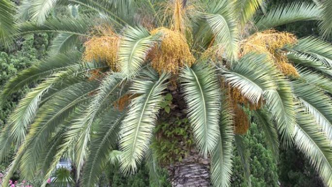 郁郁葱葱的皇冠棕榈树，异国情调的岛屿