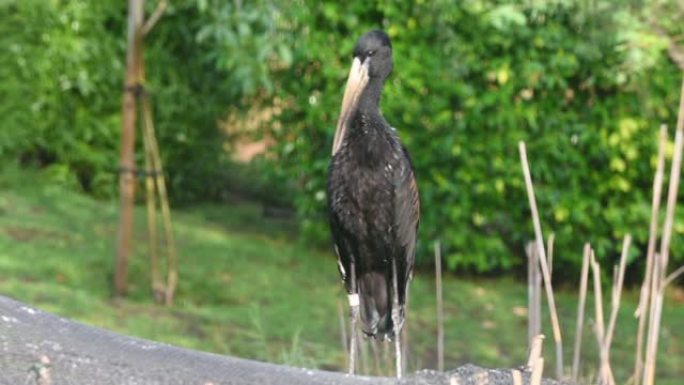 非洲开放的喙 (alstalkus lamelligerus) 是Ciconiidae家族中的一种鹳