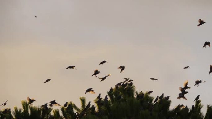 成群的鸟群，八哥 (Sturnus vulgaris) 围绕着它们沉睡的树。