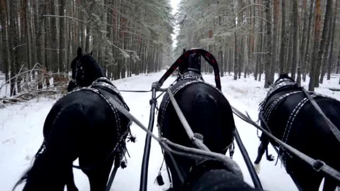 俄罗斯黑白马三驾马车在森林里拉雪橇。慢动作。高清