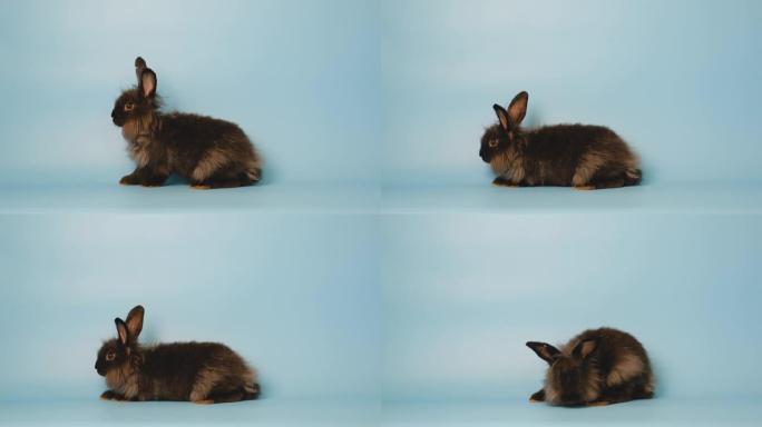 小黑兔兔试站在蓝屏背景