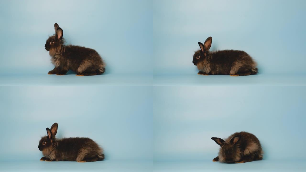 小黑兔兔试站在蓝屏背景