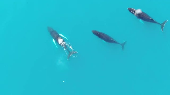 在格陵兰岛平静而绿松石的北极巴芬海中游泳的三只座头鲸的空中无人机俯视图