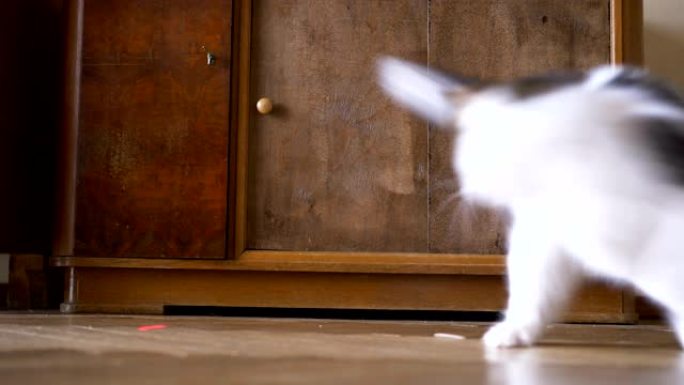 有趣的白猫抓住了地板上的激光点