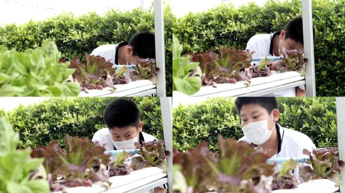亚洲男孩戴着口罩看着水培农场，农业概念。