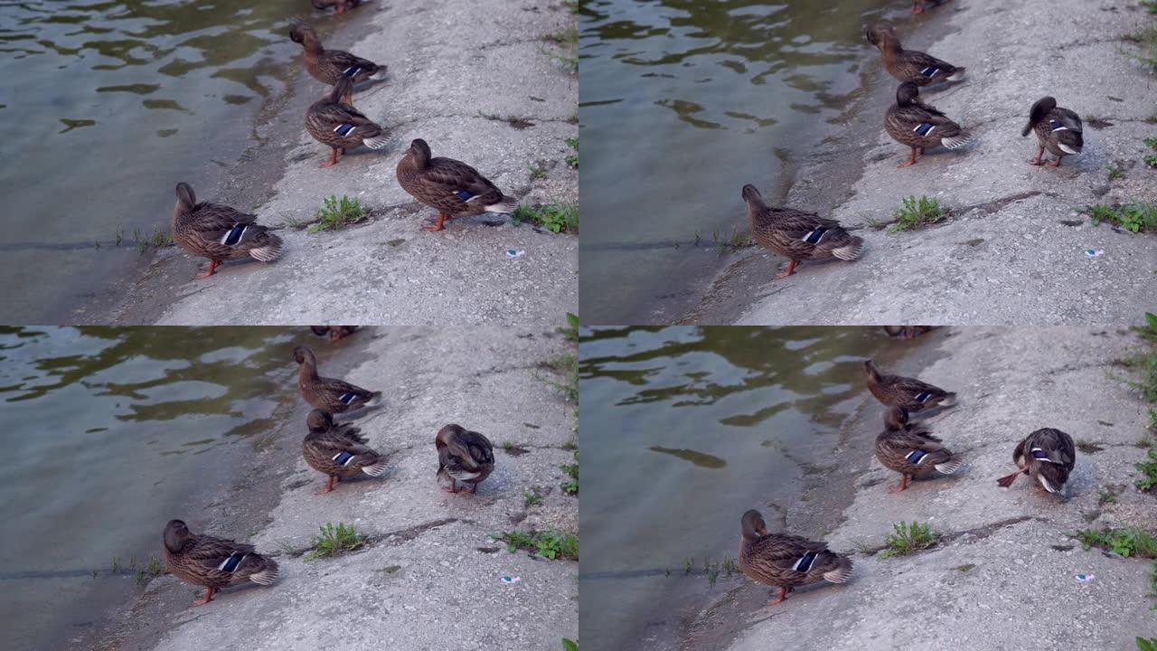 鸭子在新鲜空气中。鸭子在池塘边休息