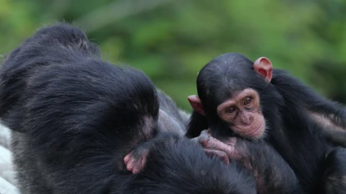 黑猩猩和他的孩子在大草原上。野生动物概念中的美丽时刻-野外特写