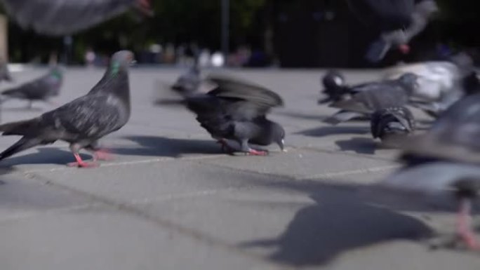一群鸽子在街上自由行走。摄像机在一群鸽子中通过